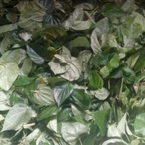Bột lá trầu không trị nám (Betel leaf powder) 1kg