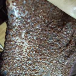 Ngũ hoa hạt chuyên sỉ (Hygrophila Salicifolia seeds) 1kg